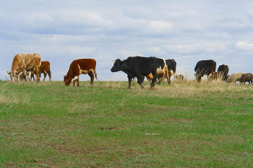 Cows graze in a meadow. Rural landscape