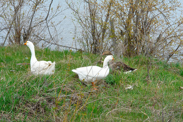 Geese graze in the meadow and eat grass