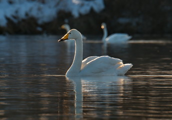 Russia. Altai territory. Protected freezing lake near the village Harvest in which live year-round wild swans and ducks.