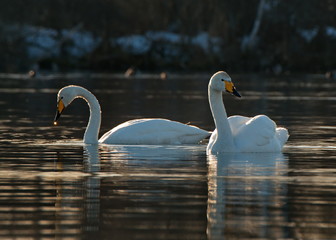 Russia. Altai territory. Protected freezing lake near the village Harvest in which live year-round wild swans and ducks.