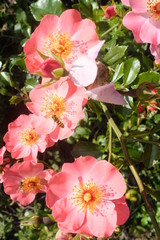 Wildrose mit Insekten