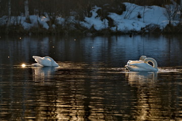 Russia. Altai territory. Protected freezing lake near the village Harvest in which live year-round wild swans and ducks.