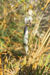 Little pike on a spoon spinner on a background of dry autumn grass