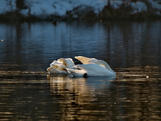 Russia. Altai territory. Protected freezing lake near the village Harvest in which live year-round wild swans and ducks.