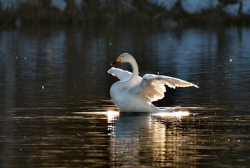 Russia. Altai territory. Protected freezing lake near the village Harvest in which live year-round wild swans and ducks.