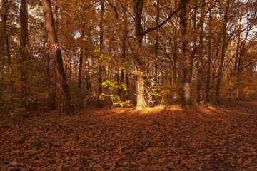 Laubbedeckter Waldboden mit einem von der Sonne angestrahlten Baumstamm im Hintergrund