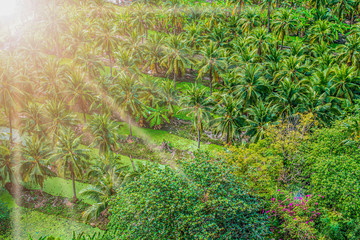Coconut tree garden