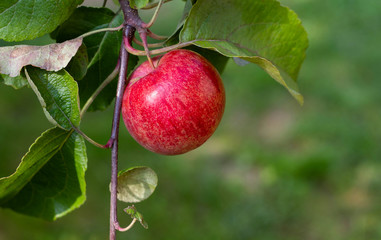 Red ripe Apple hanging on a branch with green foliage close-up. Crop of apples. Juicy delicious fresh fruit. Grade Oryol striped.