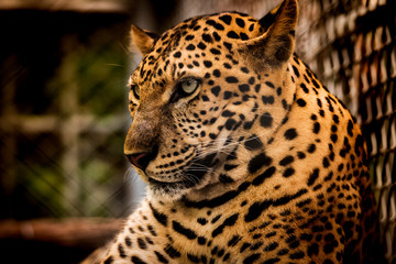 The portrait of Javan leopard
