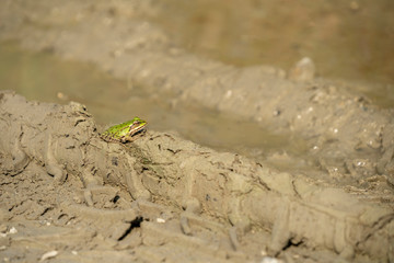 Frosch