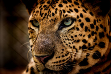 Fototapeta na wymiar The portrait of Javan leopard