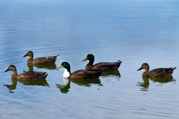 Canards