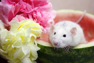 White rat sitting in half a watermelon near colorful flowers from napkins.