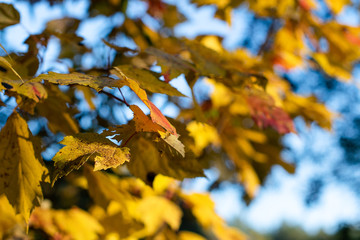Golden leaves fill the sky with a soft focused and bokeh leaf background in the forest ~WHEN AUTUMN APPEARS~