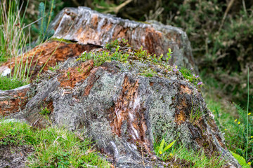 Obraz premium New life from old as lichen and moss grow over a felled dead tree stump