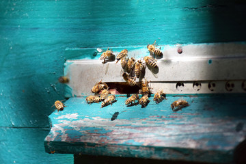 Honeybees entering hive. Bees at the entrance to the hive close-up on a blue background of the hive. Bees, beehive, beekeeping, honey production. Home apiary, selective focus. Close up of flying bees