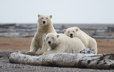 Polar bear in Alaska, USA © prasitphoto