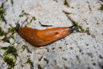 slugs in motion, on tree stump. 