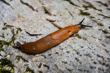 slugs in motion, on tree stump. 