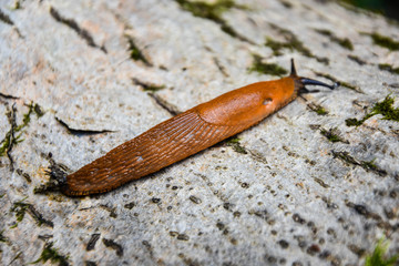 slugs in motion, on tree stump. 