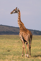 Giraffe in wild nature - Masai Mara, Kenya
