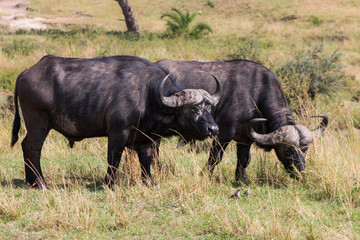 Naklejka na ściany i meble Buffalo in wild nature - Masai Mara, kenya