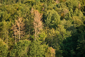 Dying conifers in between healthy deciduous trees in a mixed forest in Bavaria, Germany near...
