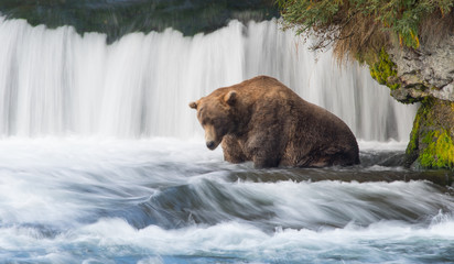Obraz na płótnie Canvas Grizly Bear at Alaska
