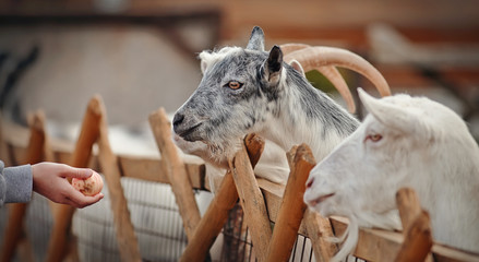 Portrait of white and gray goats