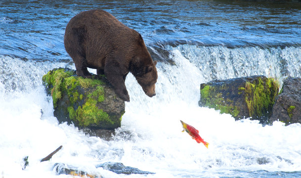 Grizly Bear at Alaska