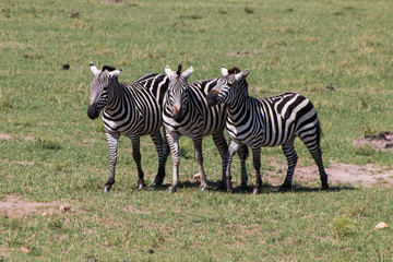Fototapeta na wymiar Zebras in wild nature - Kenya, Masai Mara