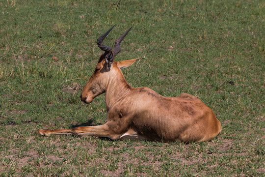Antelope in wild nature - Kenya, Masai Mara