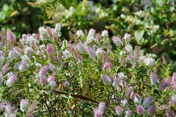 Jolies fleurs de Véronique en Bretagne