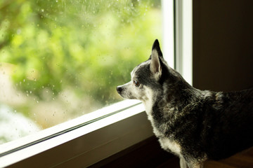 Black chihuahua dog looked out the window while in rainny day.