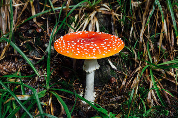 Amanita muscaria, or fly agaric close-up.
