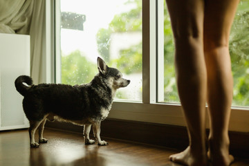 Chihuahua dog and owner woman standing at the window look on the rain outside.