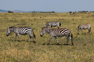 Naklejka na ściany i meble Zebras in wild nature - Kenya, Masai Mara