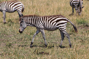 Obraz na płótnie Canvas Zebra in wild nature - Kenya, Masai Mara