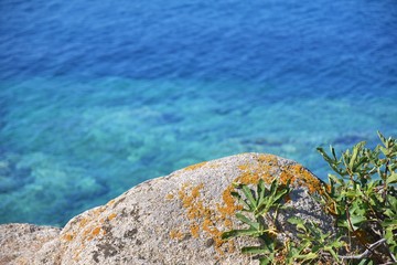 Blurred turquoise sea surface with natural stone and exotic plants on front. Turquoise sea water with natural stones with yellow moss and green leaves. Purity ripple ocean water surface with selective