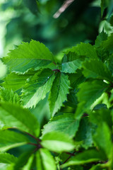 Wild grape leaves, ivy
