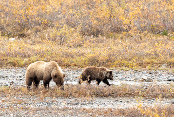 Grizzly Bear Sow and Cub in Alaska in Autumn