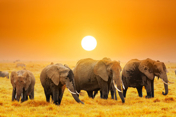 Fototapeta na wymiar Artistic fantastic african sunset landscape. African elephants in Amboseli National Park. Kenya, Africa at a sunset.