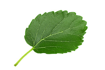 Fototapeta premium Mulberry leaf closeup