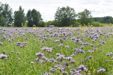 Fototapeta na wymiar Endless field with violet flowers, phacelia