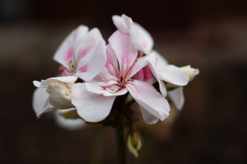 white flower