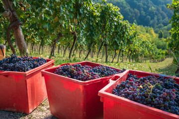 Corbe piene d'uva dopo la vendemmia. Piemonte, Italia.