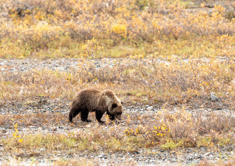 Cute Grizzly Bear Cub in Alaska in Autumn