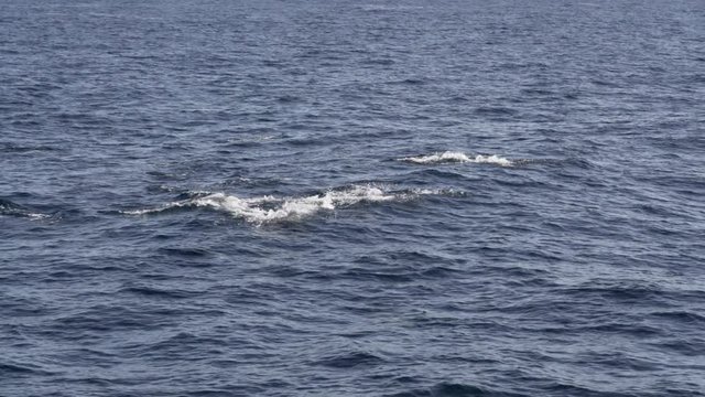 Dolphins surfing the waves in the sea on a sunny day.