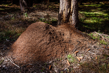 Fototapeta premium Big anthill next to a tree trunk in the woods deep forest illuminated by a spot of sunlight in late afternoon - concept animal nature environment insect community colony ant farm construction glade