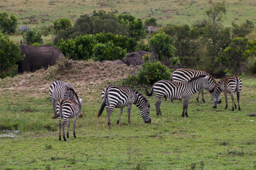 Fototapeta na wymiar Zebras in wild nature - Masai Mara, Kenya